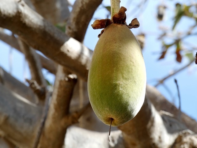 fruto de baobab