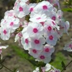 Phlox nocturno, flores nocturnas, Zaluzianskya ovata