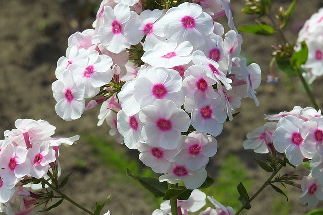 Phlox nocturno, flores nocturnas, Zaluzianskya ovata