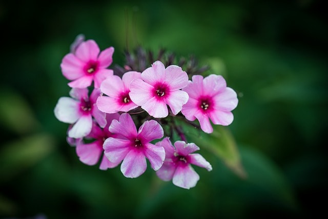 Phlox nocturno, flores nocturnas, Zaluzianskya ovata