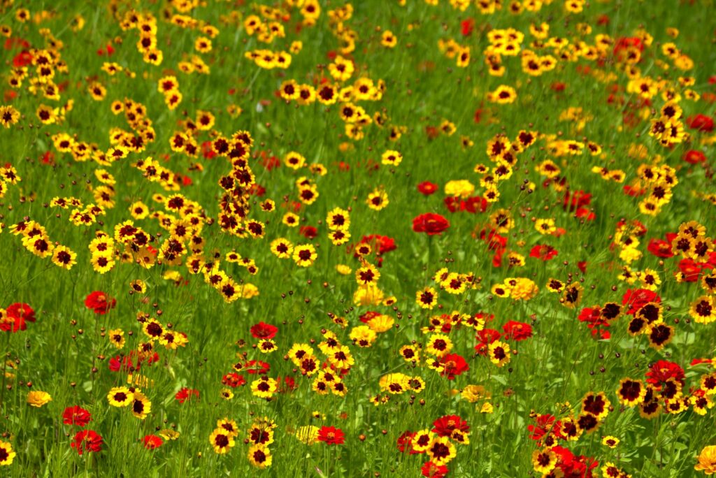 Caléndula,Calendula officinalis, botón de oro, copetuda, flor de muerto o difunto, mercadela o maravilla.