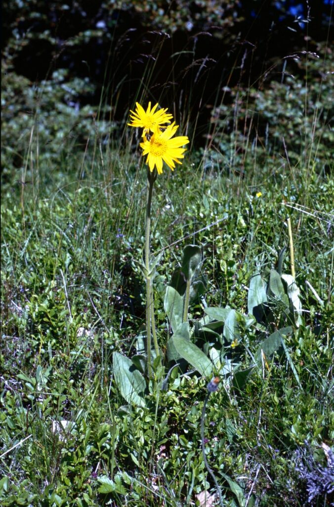 Arnica, Mountain Arnica, Mountain Tobacco