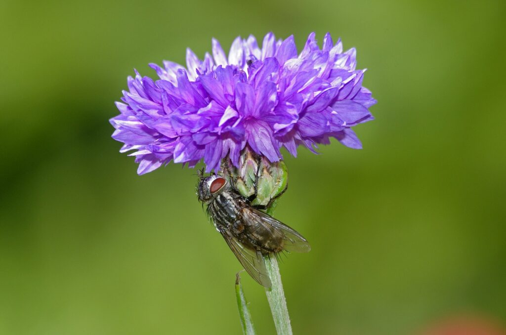 Aciano, centurea montana, azulejo, Centaurea cyanus