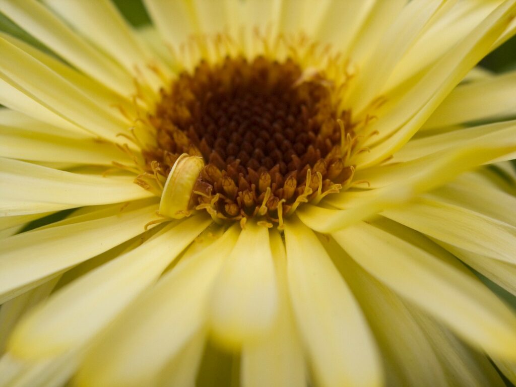 Caléndula,Calendula officinalis, botón de oro, copetuda, flor de muerto o difunto, mercadela o maravilla.