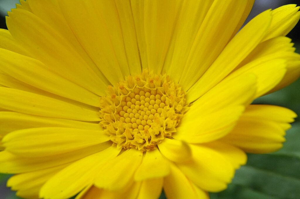 golden bud, copetuda, flower of the dead or deceased, flea market or wonder.