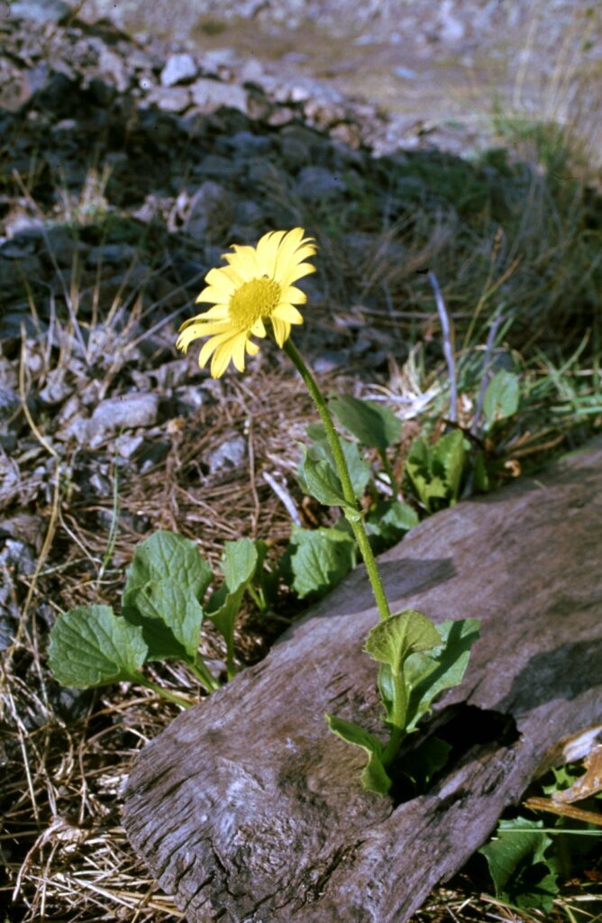 Arnica, Mountain Arnica, Mountain Tobacco