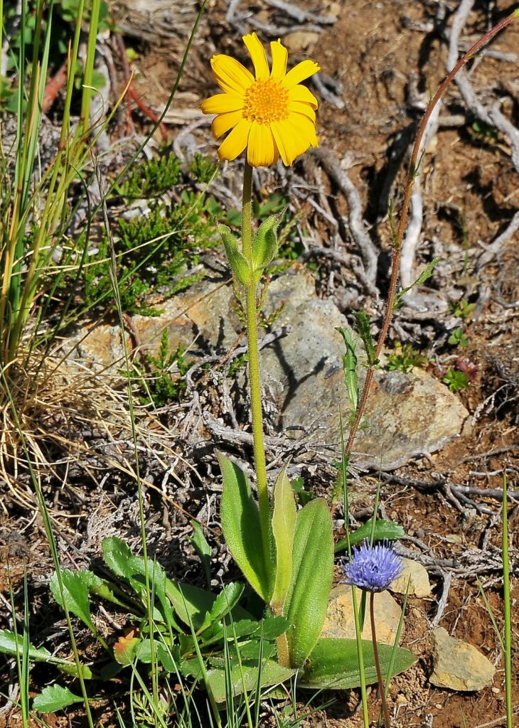 Arnica, Mountain Arnica, Mountain Tobacco