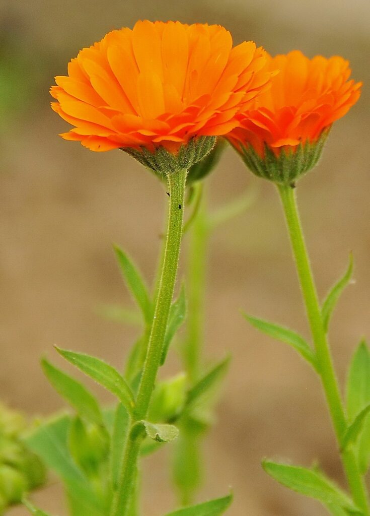 Caléndula,Calendula officinalis, botón de oro, copetuda, flor de muerto o difunto, mercadela o maravilla.  