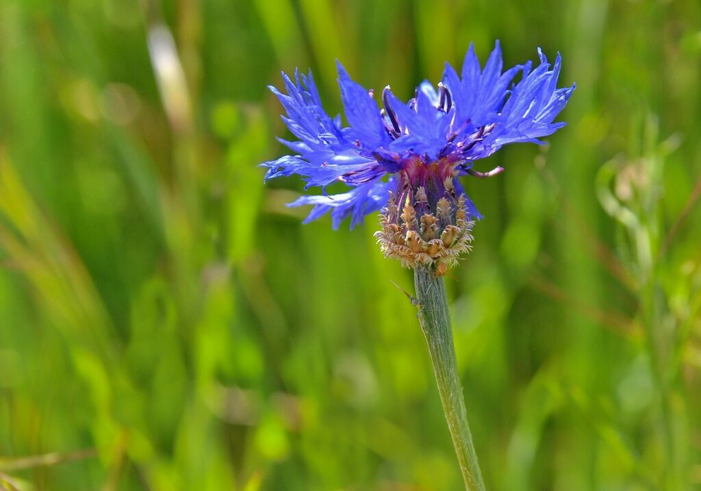 Aciano, centurea montana, azulejo, Centaurea cyanus