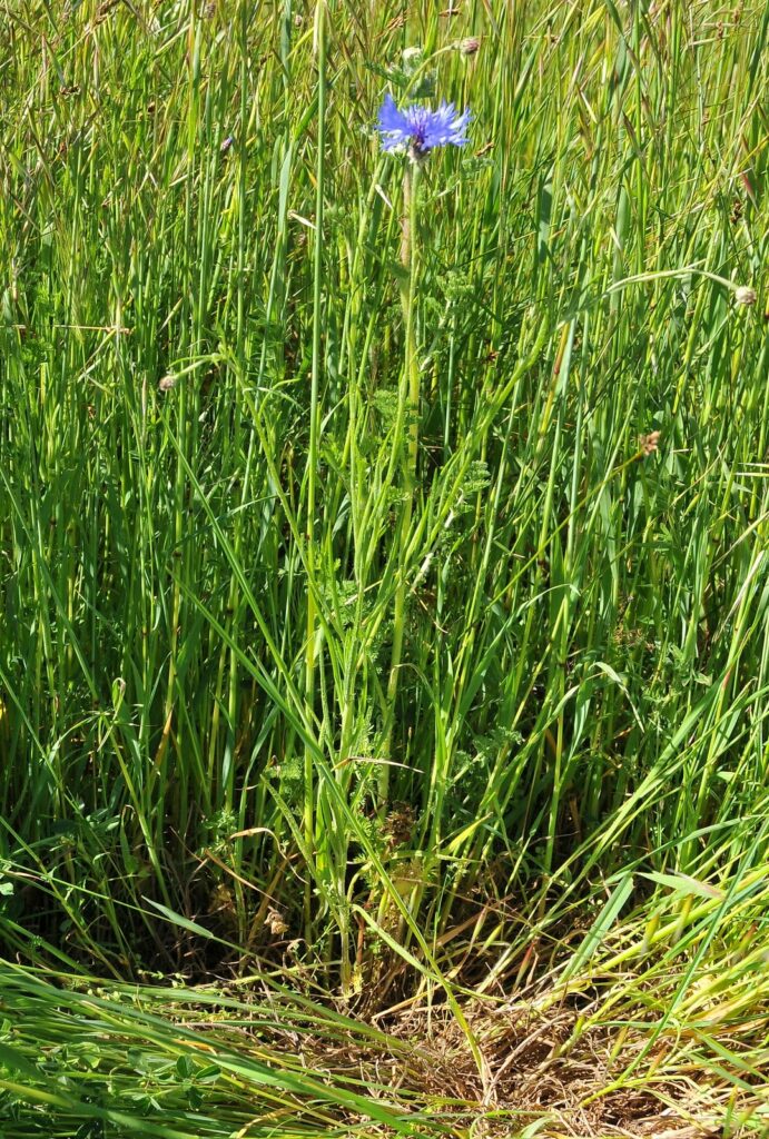 Cornflower, centurea montana, tile, Centaurea cyanus