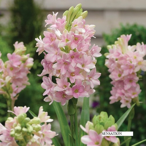 Pink tuberose