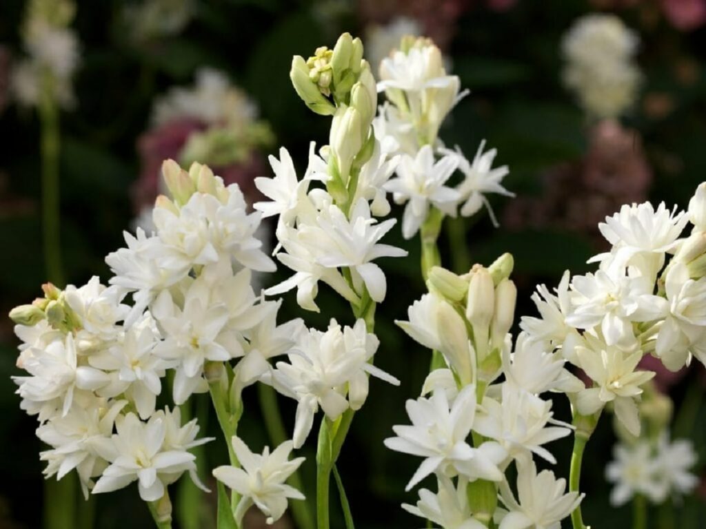 White tuberose