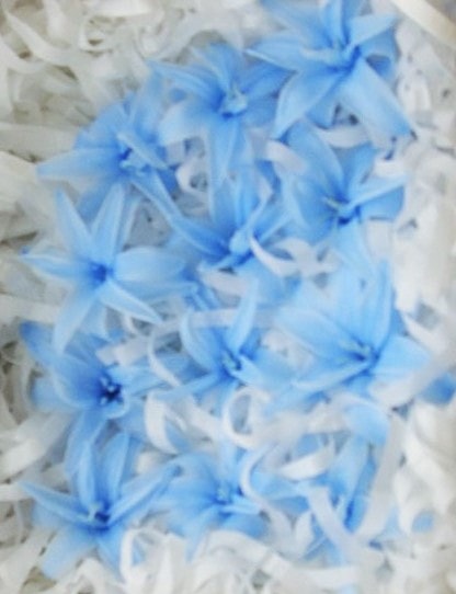 Blue tuberose