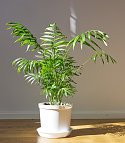 Indoor plants: living room palm tree