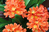 Indoor plants: Clivia