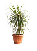 Indoor plants: Fine-leaved dracena