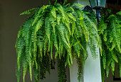 Indoor plants: Ferns