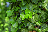 Indoor plants: Ivy