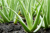 Indoor plants Aloe Vera