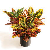 Indoor plants: Croton