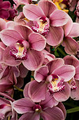 Plantas de interior: Cymbidium ssp.