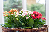 Indoor plants: Kalanchoe