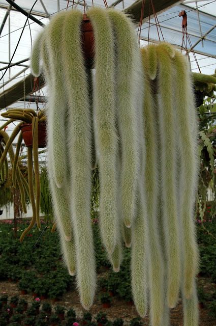 Cleistocactus colademononis