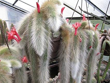 Cleistocactus colademononis