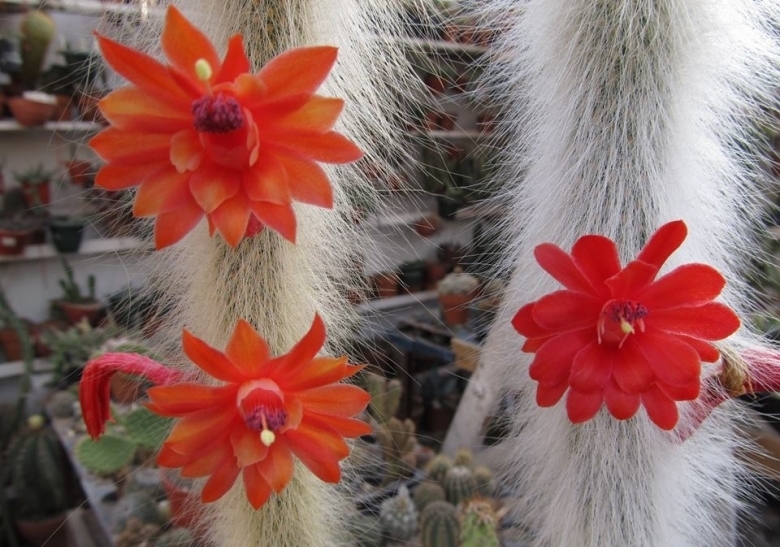 Cleistocactus colademononis: Monkey tail