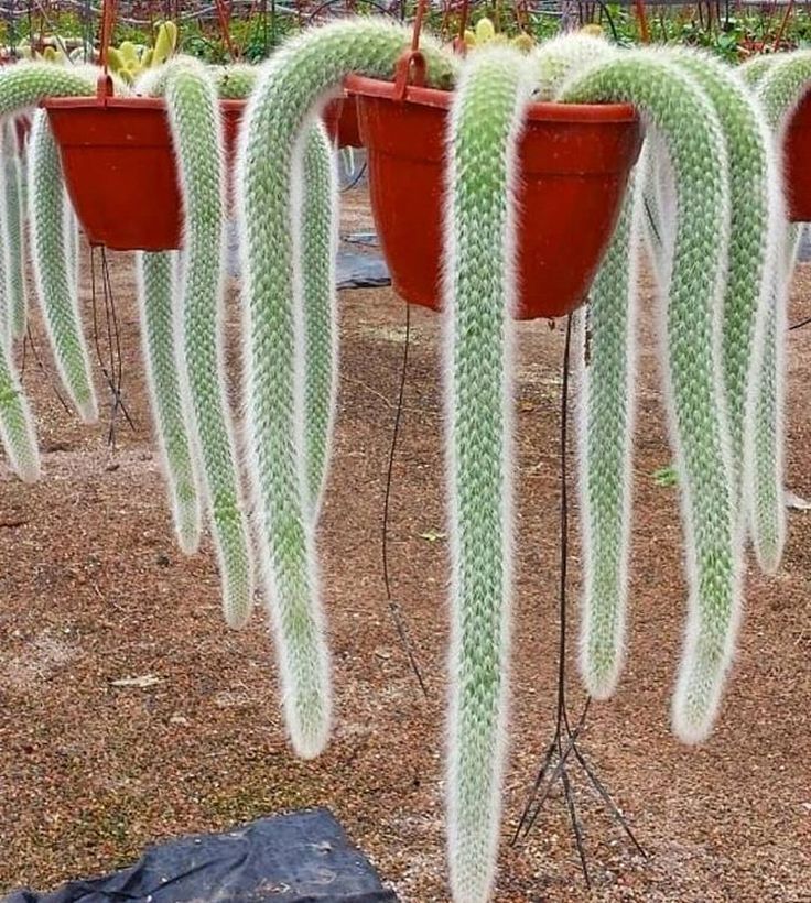 Cleistocactus colademononis: Monkey tail