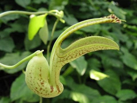 Dutchman's Pipe Flower