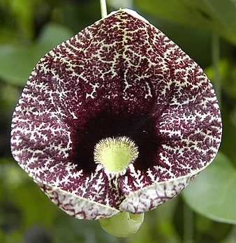 The main species of Aristolochia: Aristolochia elegans