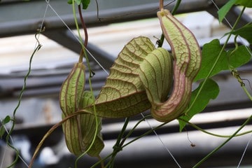 Las principales especies de Aristolochia: Aristolochia gigantea