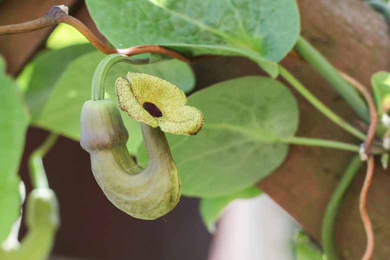 Las principales especies de Aristolochia: Aristolochia macrophylla