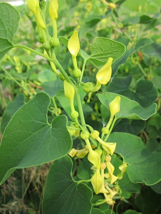 Las principales especies de Aristolochia: Aristolochia clematitis