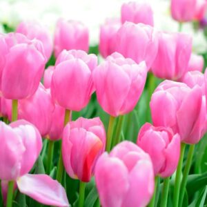 Bulbos de tulipán rosa