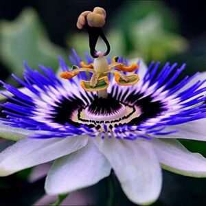 Semillas de Passionflower púrpura