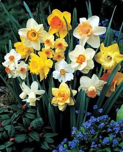 Bulbos de narcisos - Flores del corazón Bulbos de narcisos - Flores del corazón