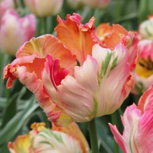 Bulbos de tulipán de albaricoque Loro