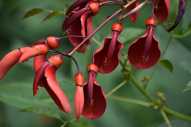 La leyenda de la flor de ceibo