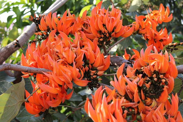 La leyenda de la flor de ceibo