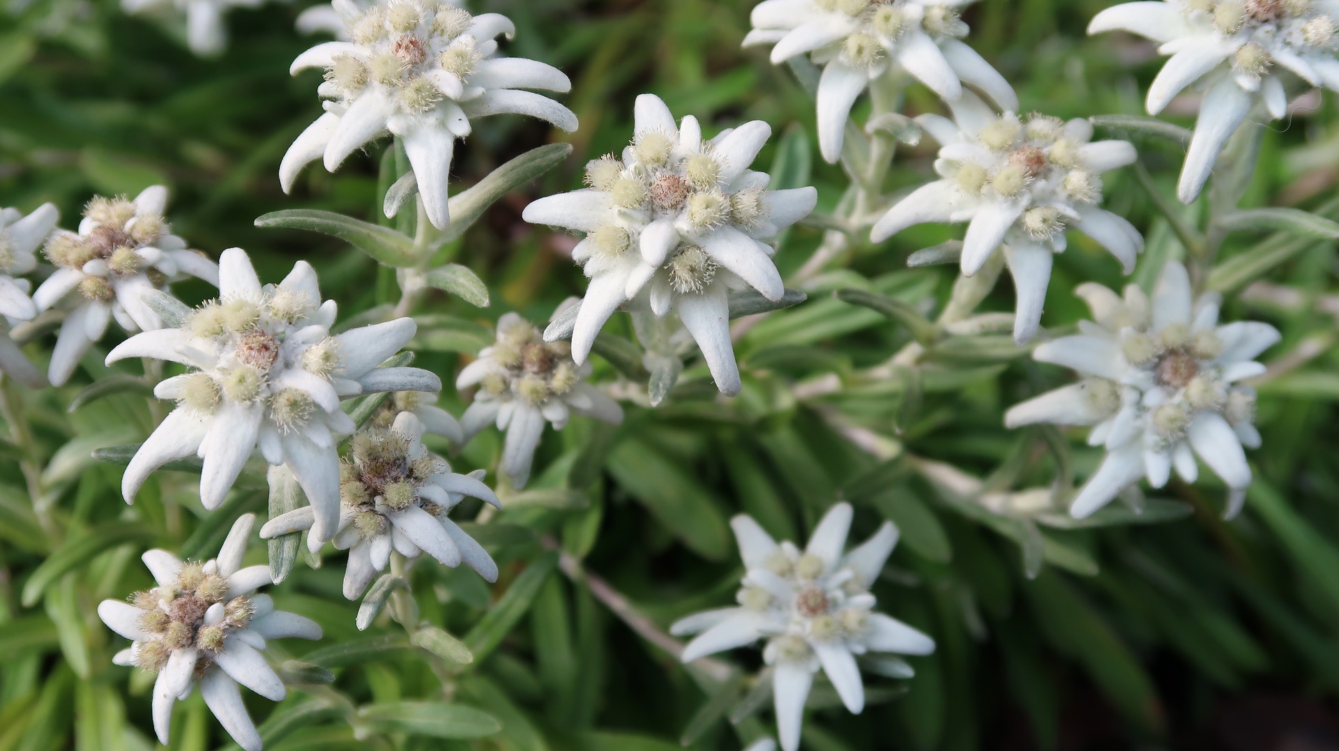 Leyenda de Edelweiss