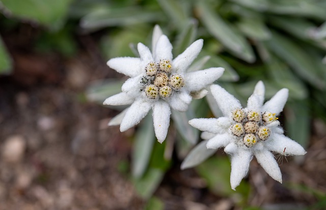 Leyenda de Edelweiss