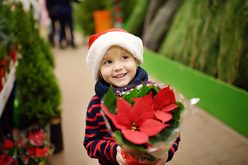 legend of the Poinsettia
