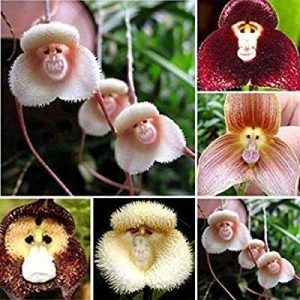 Semillas de orquideas Cara de mono