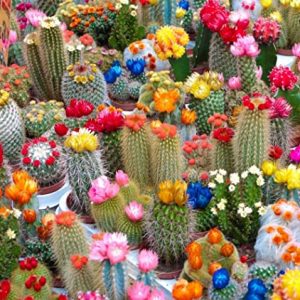 Semillas de cactus y suculentas
