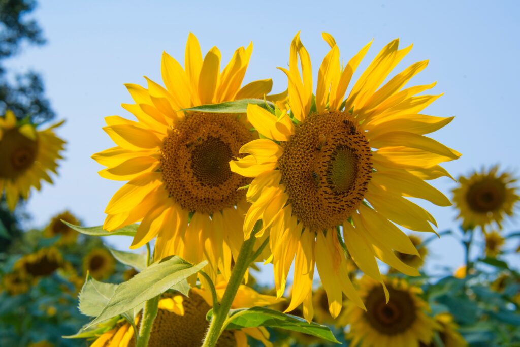 Leyendas del girasol