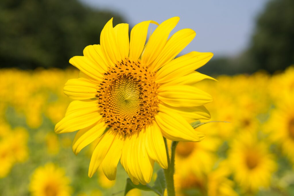 Legends of the sunflower