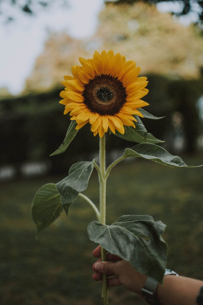 Legends of the sunflower