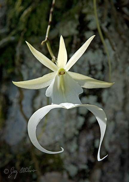 Dendrophylax lindenii, la orquídea fantasma